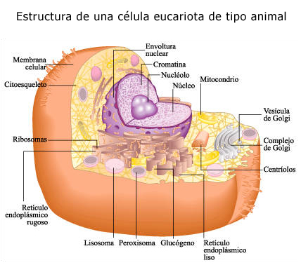 eucariota