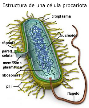 procariota